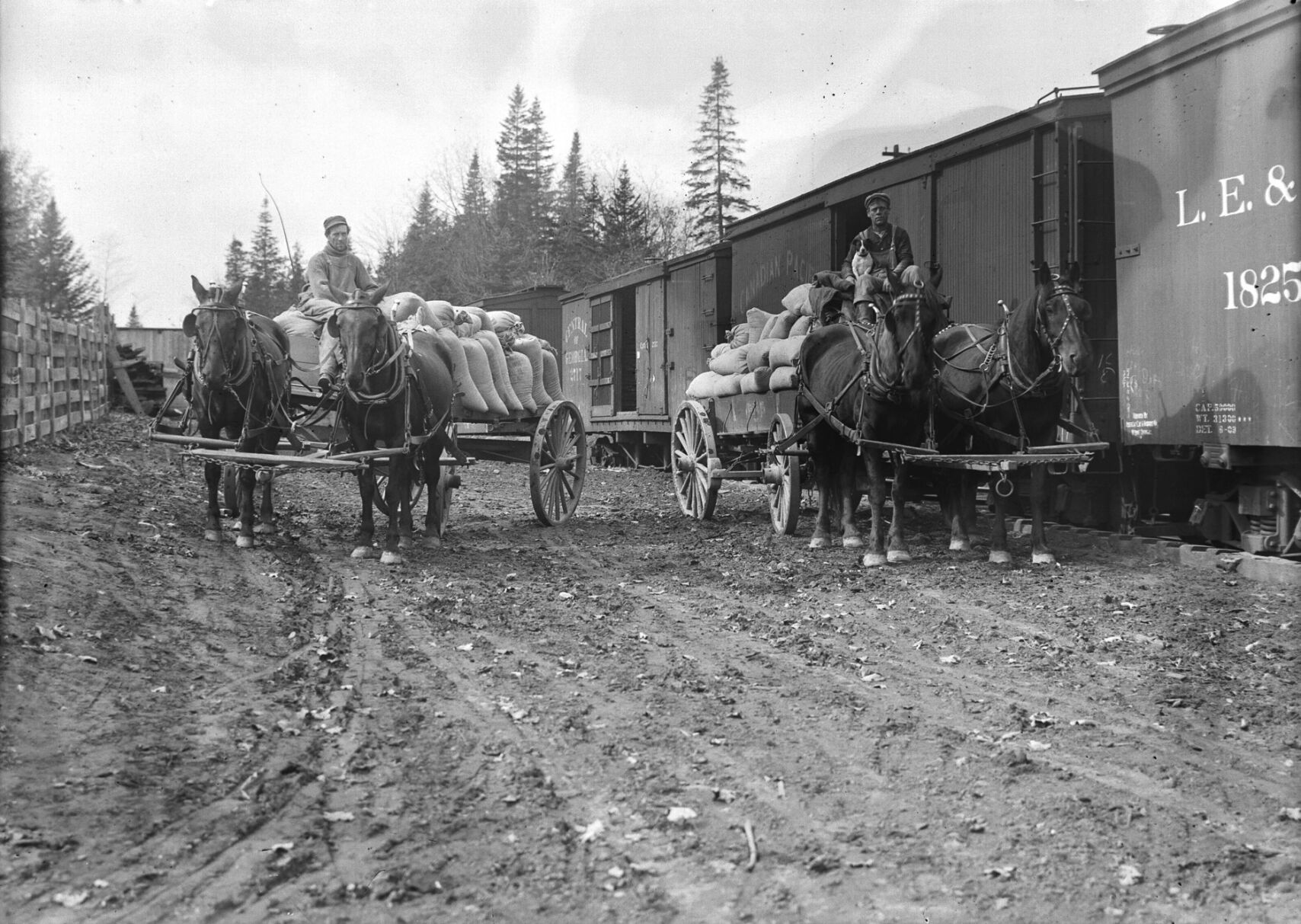 wagonloads of grain being picked up at the siding across from the Danville railroad depot.jpg